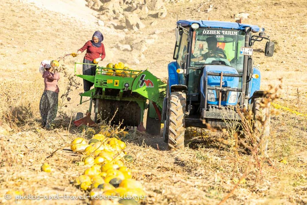 Two women and a man in a tractor harvesting pumpkins