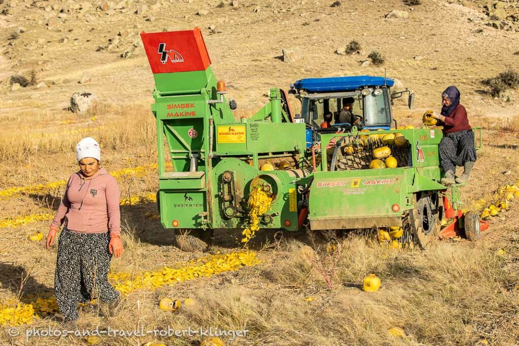Two women and a man in a tractor harvesting pumpkin seeds in Cappadocia in Turkey