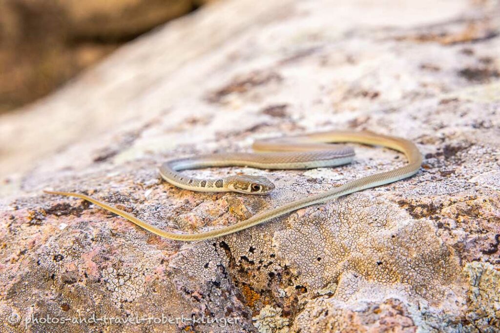 A snake laying on a rock in the Ihlara Valley