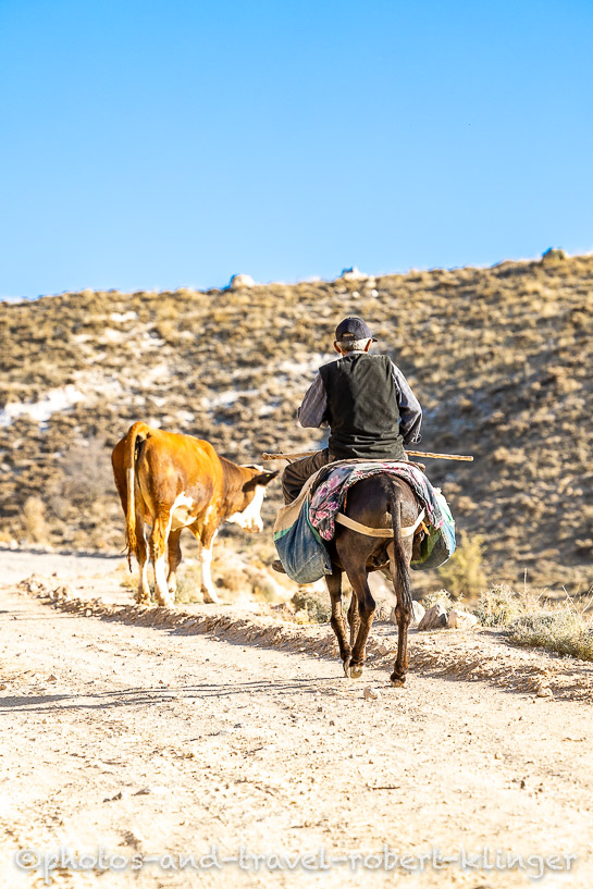A man on a donkey in the Ihlara Valley chasing a cow