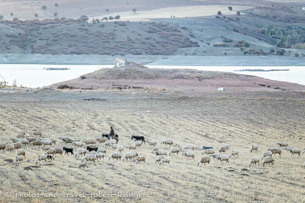 A sheperd on a donkey with many sheep in eastern Anatolia, Turkey