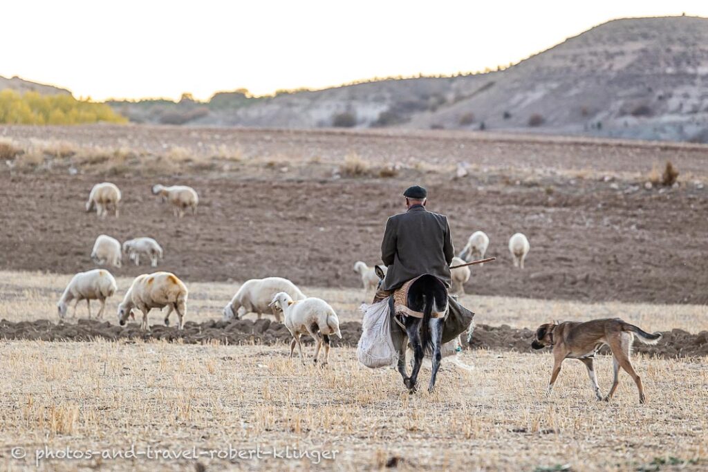 A shepard on a donkey in Eastern Anatolia in Turkey