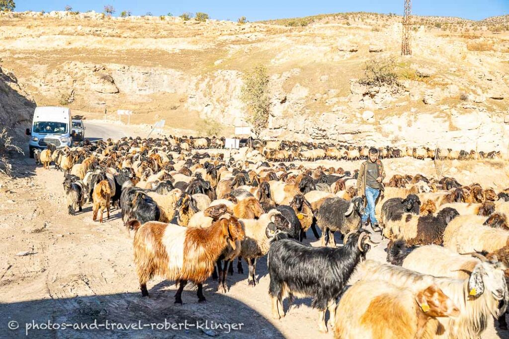 Many goats are blocking the road