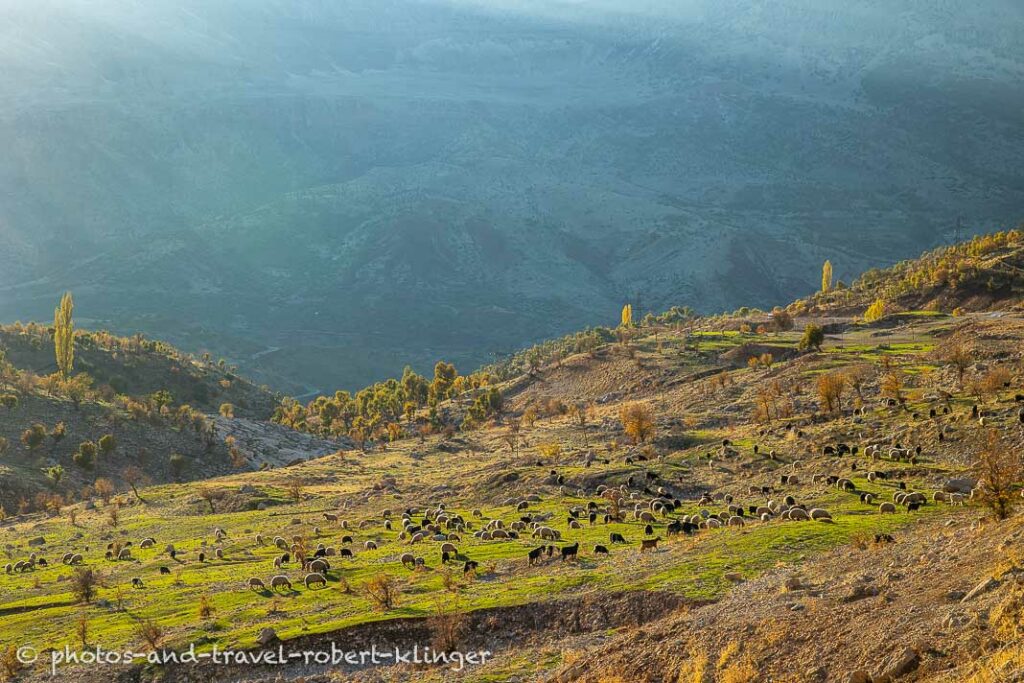 Many sheep in Kurdistane, Turkey