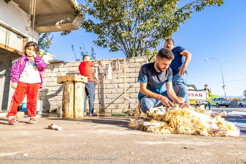 A young man slaughtering a sheep next to the road in Iraq