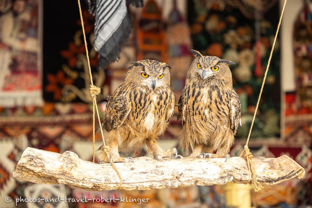 Two owls in a tearoom in Kurdistan, Iraq