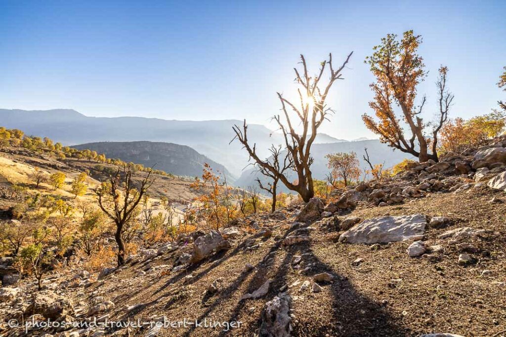 A few trees and the mountains of northern Kurdistan