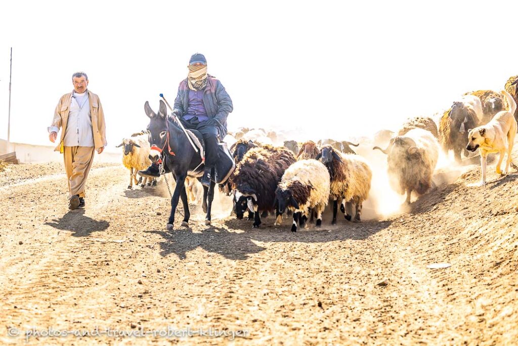 Two shepperds a dog and lots of goat and sheep in Kurdistan