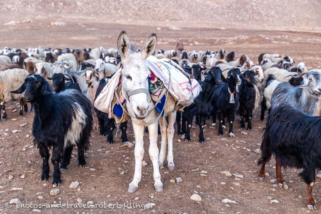 A donkey and many goat in Iraq