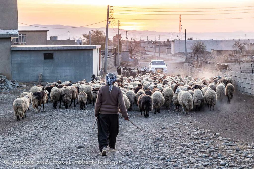 A Iraqi farmer bringing home his goat