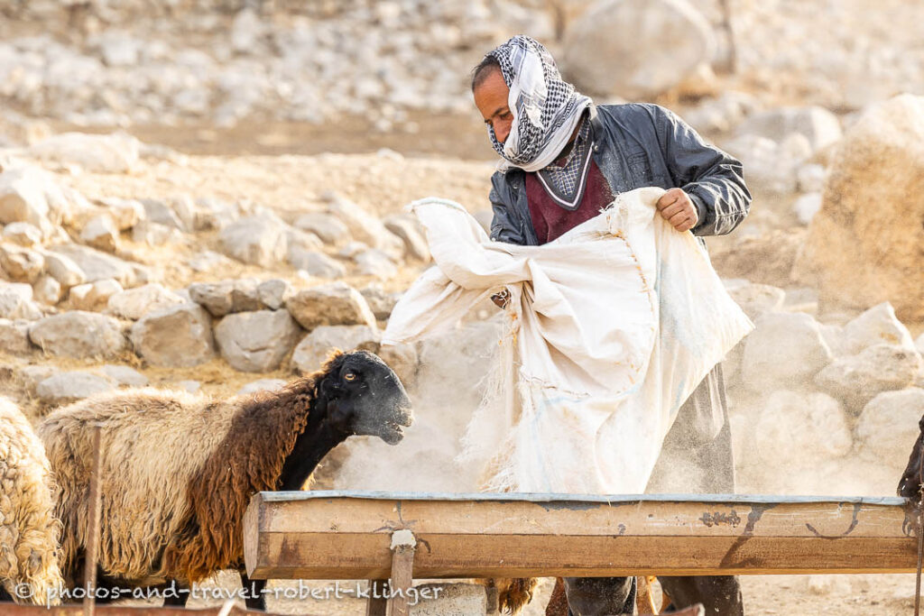 A kurdish farmer feeding goat