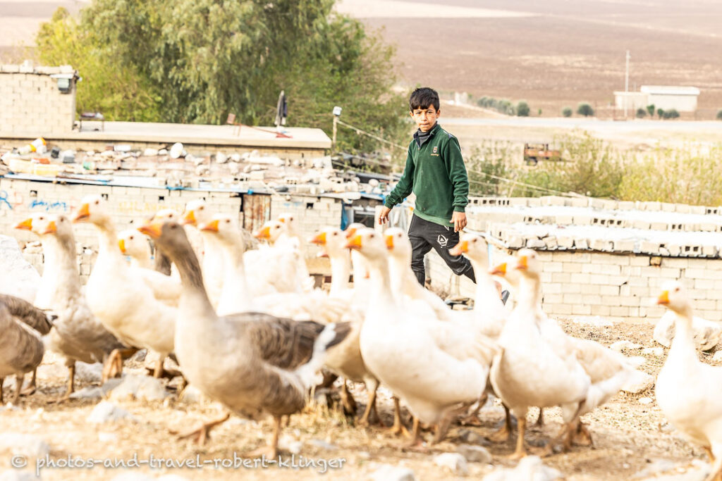 A young boy and many geese in Kurdistan