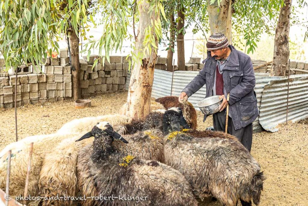 A kurdish farmer feeding his goat