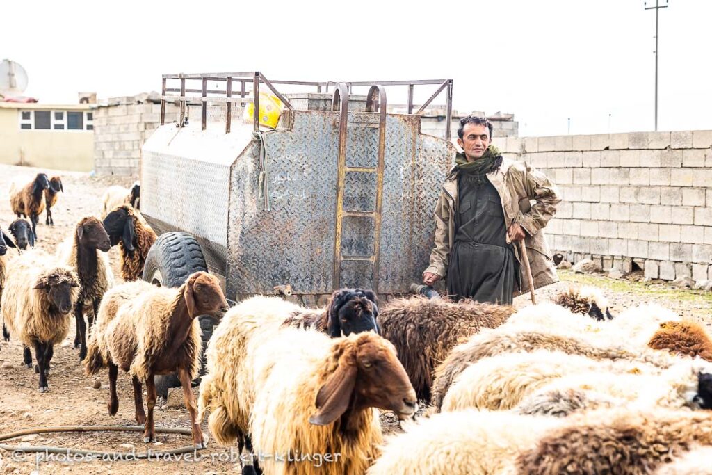 A kurdish goat farmer posing for a photo