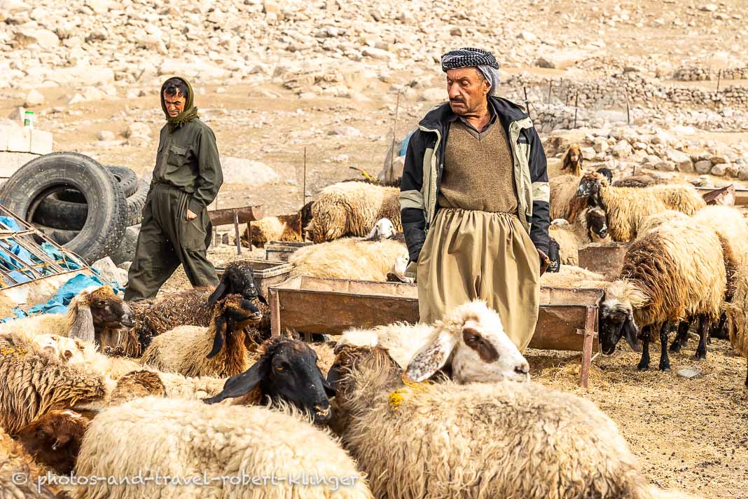 Two goat farmer in Kurdistan