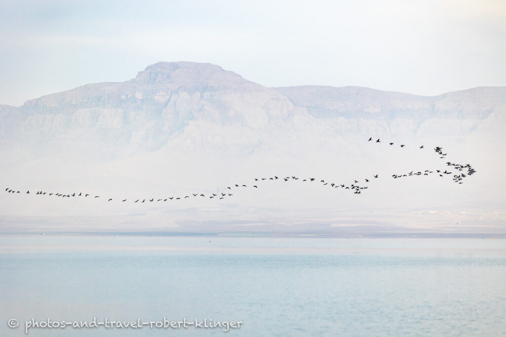 A shoul of cormorants flying over Lake Dukan in Iraq