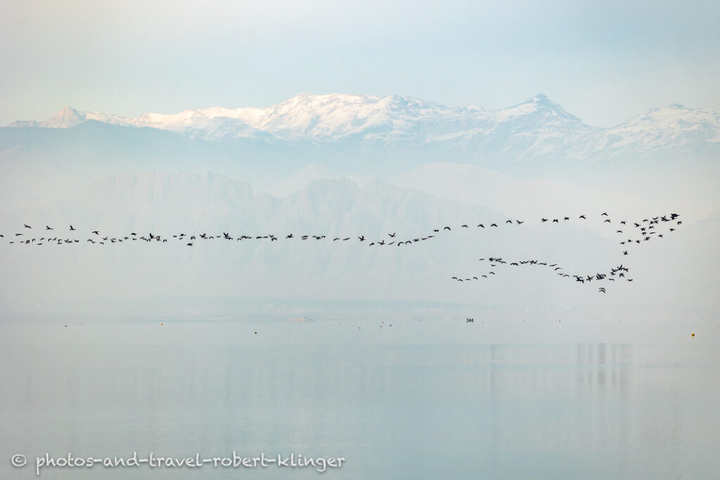 A shoul of cormorants flying over Lake Dukan in Iraq