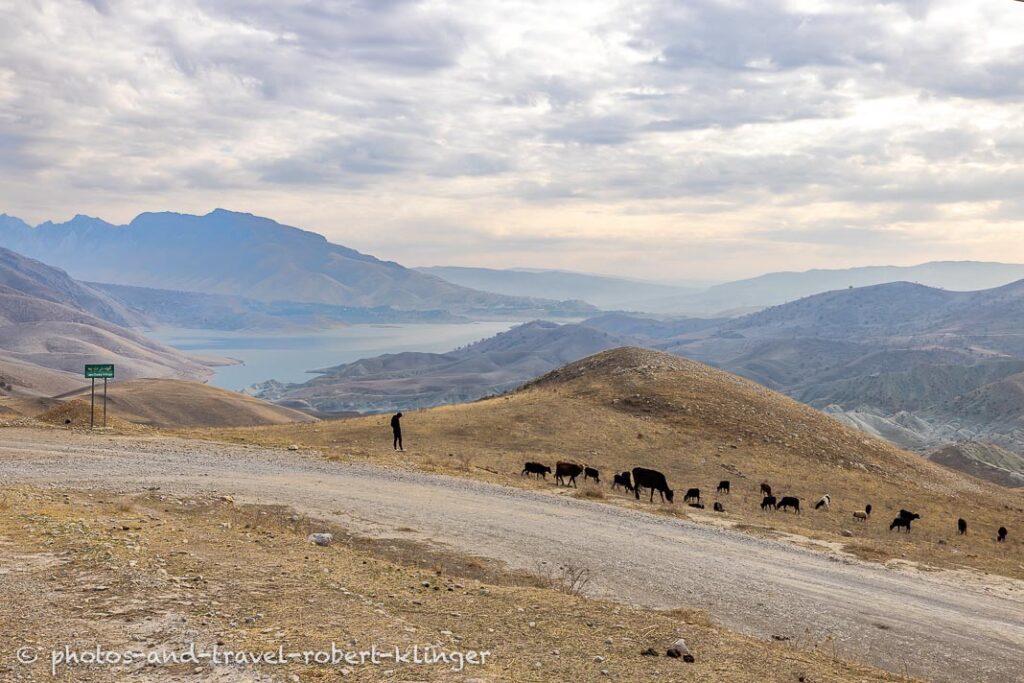 A sheppard and a couple of cows and goat at Lake Dukan