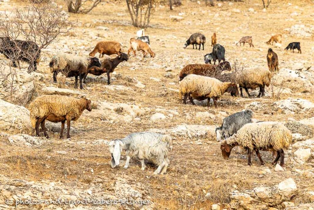 Goat on a hilly field in Kurdistane, Iraq