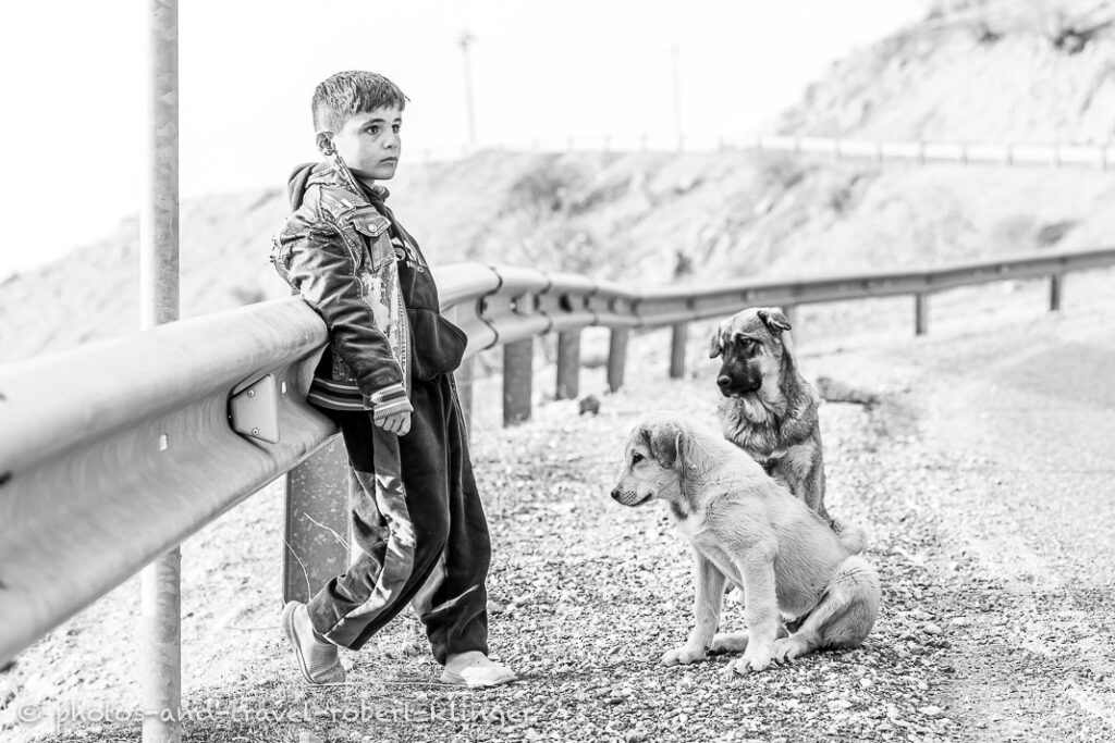 A kurdish boy with two dogs watching over his goat