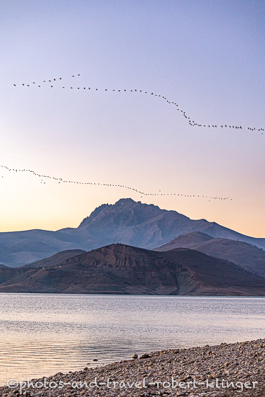 Many cormorants flying over Lake Dukan
