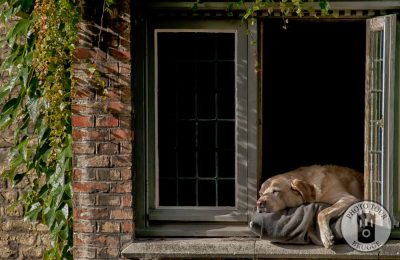 Fidel, the famous dog by the canal window in Bruges Belgium, takes a rest as part of his hard day at work. Photo by Photo Tour Brugge.