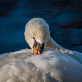 A swan cleans on a blue-watered day in a canal, Bruges Belgium. Photo by Photo Tour Brugge