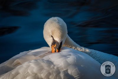 A swan cleans on a blue-watered day in a canal, Bruges Belgium. Photo by Photo Tour Brugge