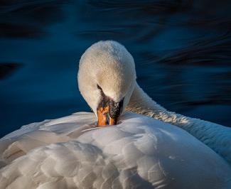 swan of brugge