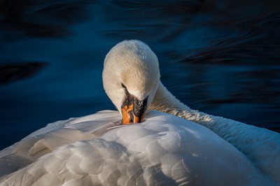 swan of brugge