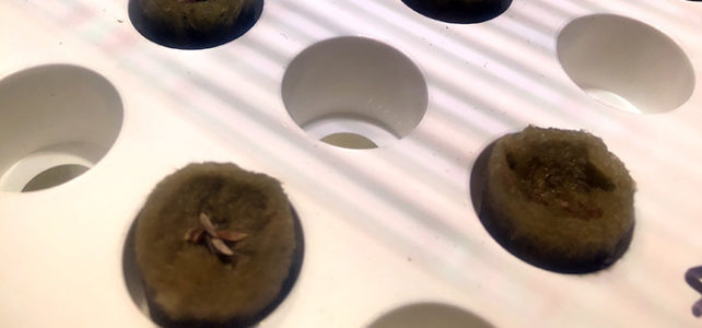 Hydroponisk odling – för dig och mig utan gröna fingrar! Starten