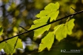 27082017-borsbeek_0210