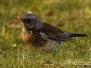 Kramsvogel