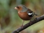 Vink