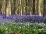 Het Hallerbos