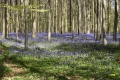 hallerbos-20042016_0137