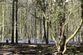 hallerbos-20042016_0161