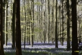 hallerbos-20042016_0164