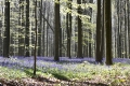 hallerbos-20042016_0179