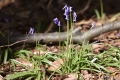 hallerbos-20042016_0181