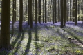 hallerbos-20042016_0182