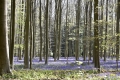 hallerbos-20042016_0183