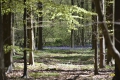 hallerbos-20042016_0240