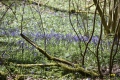 hallerbos-20042016_0263