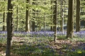 hallerbos-20042016_0294