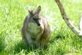 zoo-07072014_0036