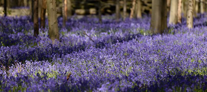 Het Hallerbos