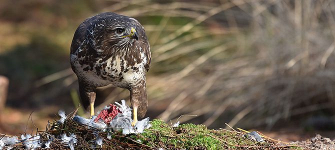 Buizerd met prooi