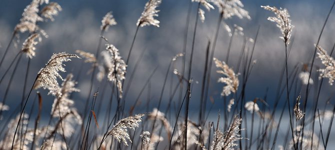 Ekerse polders