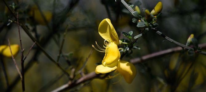 Lente in het Zoerselbos